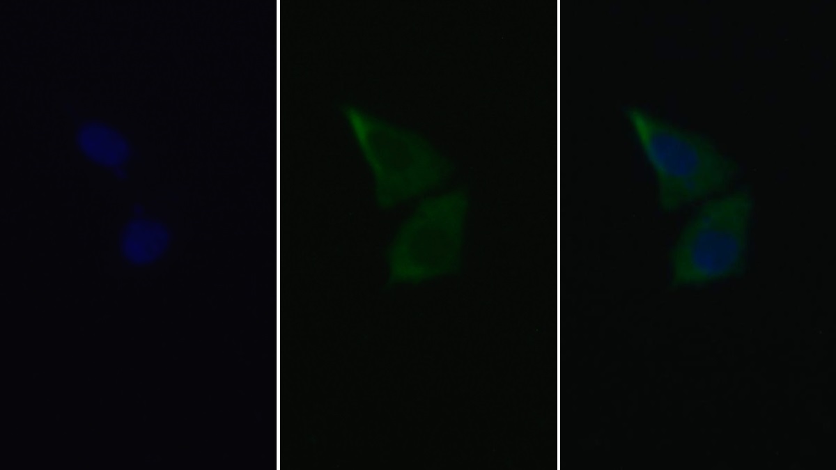 Anti-Glyceraldehyde-3-Phosphate Dehydrogenase (GAPDH) Monoclonal Antibody