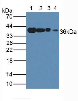 Anti-Glyceraldehyde-3-Phosphate Dehydrogenase (GAPDH) Polyclonal Antibody