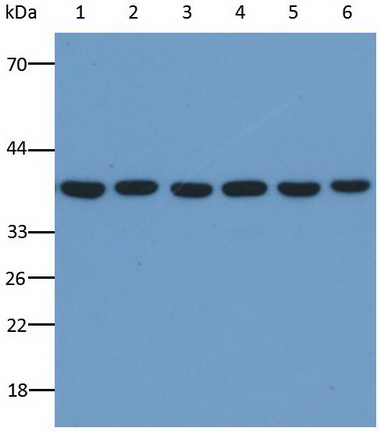 Anti-Glyceraldehyde-3-Phosphate Dehydrogenase (GAPDH) Monoclonal Antibody