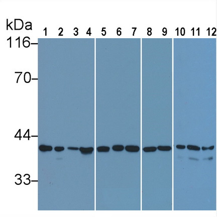 Anti-Glyceraldehyde-3-Phosphate Dehydrogenase (GAPDH) Monoclonal Antibody