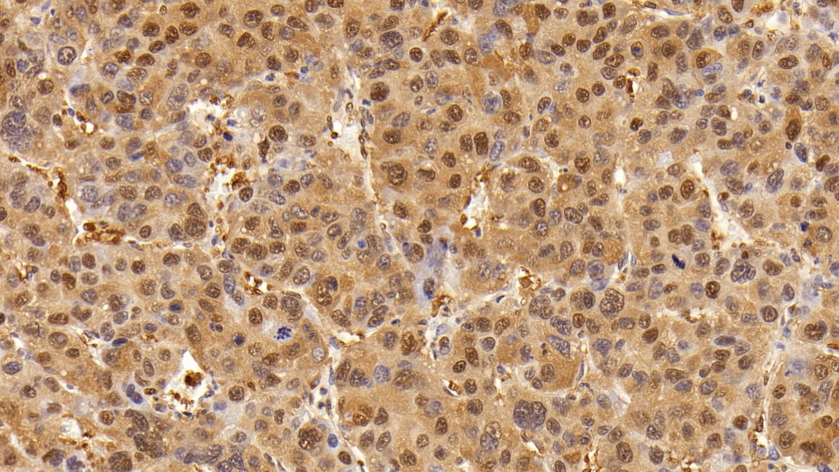 Anti-Glyceraldehyde-3-Phosphate Dehydrogenase (GAPDH) Monoclonal Antibody