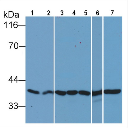 Anti-Glyceraldehyde-3-Phosphate Dehydrogenase (GAPDH) Monoclonal Antibody