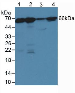 Anti-Lamin B1 (LMNB1) Polyclonal Antibody