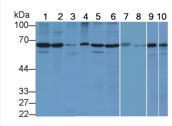 Anti-Lamin B1 (LMNB1) Monoclonal Antibody