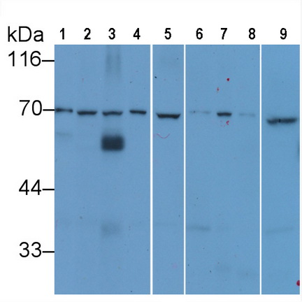 Anti-Lamin B1 (LMNB1) Monoclonal Antibody