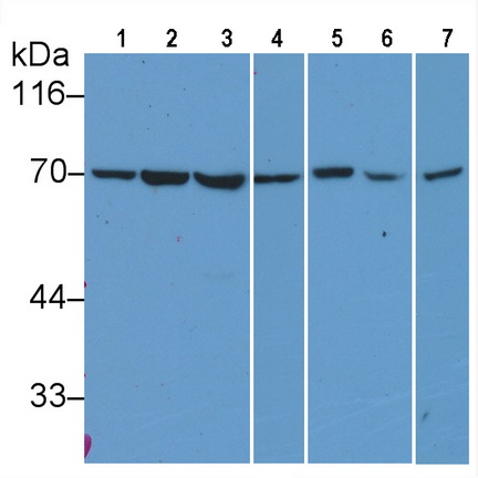 Anti-Lamin B1 (LMNB1) Monoclonal Antibody