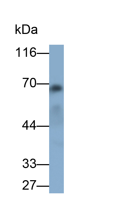 Anti-Lamin A/C (LMNA) Polyclonal Antibody