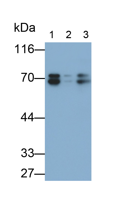 Anti-Lamin A/C (LMNA) Polyclonal Antibody