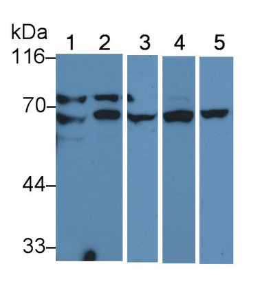 Anti-Lamin A/C (LMNA) Monoclonal Antibody