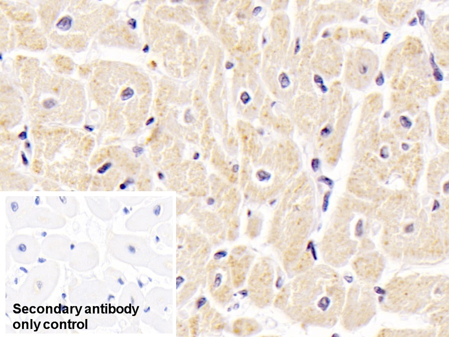 Anti-Voltage Dependent Anion Channel Protein 1 (VDAC1) Polyclonal Antibody