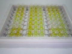 ELISA Kit for Cyclic Adenosine Monophosphate (cAMP)