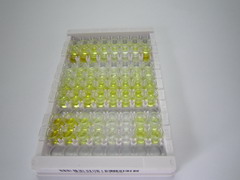 ELISA Kit for Angiotensin II (AngII)