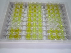 ELISA Kit for Angiotensin II (AngII)