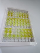 ELISA Kit for Angiotensin II (AngII)