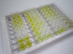 ELISA Kit for Inhibin Beta E (INHbE)