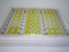 ELISA Kit for Interleukin 17 (IL17)