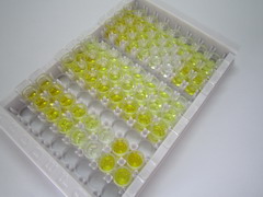 ELISA Kit for Immunoglobulin G1 (IgG1)