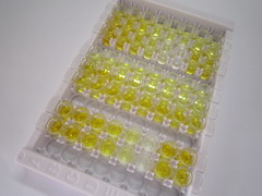 ELISA Kit for Activin B (ACVB)