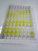 ELISA Kit for Vasoactive Intestinal Peptide (VIP)