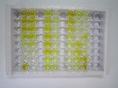 ELISA Kit for Substance P (SP)