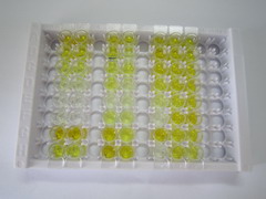 ELISA Kit for Luteinizing Hormone (LH)