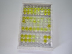 ELISA Kit for Luteinizing Hormone (LH)