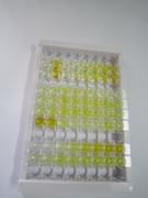 ELISA Kit for Insulin (INS)