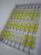 ELISA Kit for Estradiol (E2)