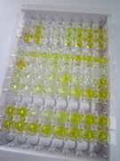 ELISA Kit for Endothelin 1 (EDN1)