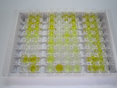 ELISA Kit for N-Terminal Pro-Brain Natriuretic Peptide (NT-ProBNP)