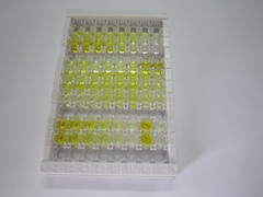 ELISA Kit for N-Terminal Pro-Brain Natriuretic Peptide (NT-ProBNP)