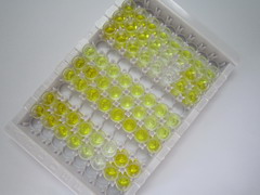 ELISA Kit for Brain Natriuretic Peptide (BNP)