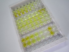 ELISA Kit for Immunoglobulin G (IgG)