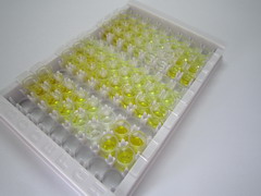 ELISA Kit for Motilin (MTL)