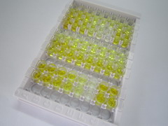 ELISA Kit for Cyclic Guanosine Monophosphate (cGMP)