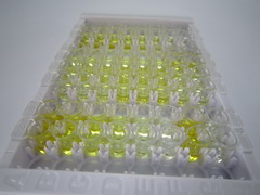 ELISA Kit for Complement Factor H (CFH)