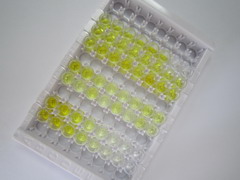 ELISA Kit for Secretory Immunoglobulin A (sIgA)