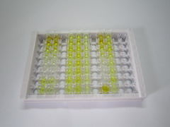 ELISA Kit for Secretory Immunoglobulin A (sIgA)