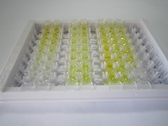 ELISA Kit for Cross Linked C-Telopeptide Of Type II Collagen (CTXII)