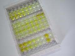 ELISA Kit for Kallikrein 8 (KLK8)