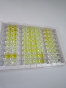 ELISA Kit for Apolipoprotein E (APOE)