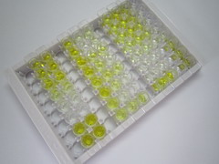 ELISA Kit for Chondroitin Sulfate (CS)