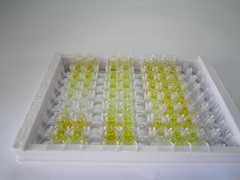 ELISA Kit for Fibroblast Growth Factor 23 (FGF23)