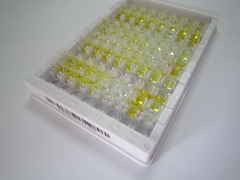 ELISA Kit for Cholecystokinin (CCK)