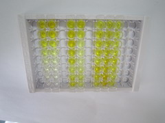 ELISA Kit for Cholecystokinin (CCK)