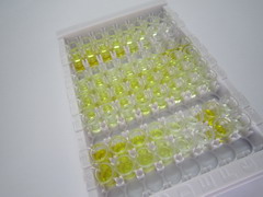 ELISA Kit for Cholecystokinin (CCK)