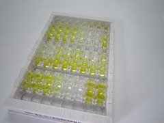 ELISA Kit for Neuromedin B (NMB)