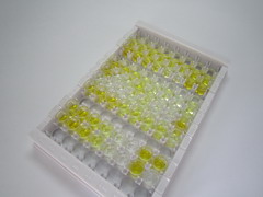 ELISA Kit for Glucagon Like Peptide 1 (GLP1)