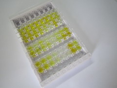 ELISA Kit for Beta-Endorphin (bEP)