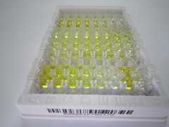 ELISA Kit for Angiotensin I (AngI)